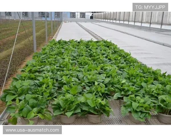 w88优德体育赛事直播与投注攻略助你把握每一个赢的机会 w88优德体育赛事直播与投注攻略助你把握每一个赢的机会